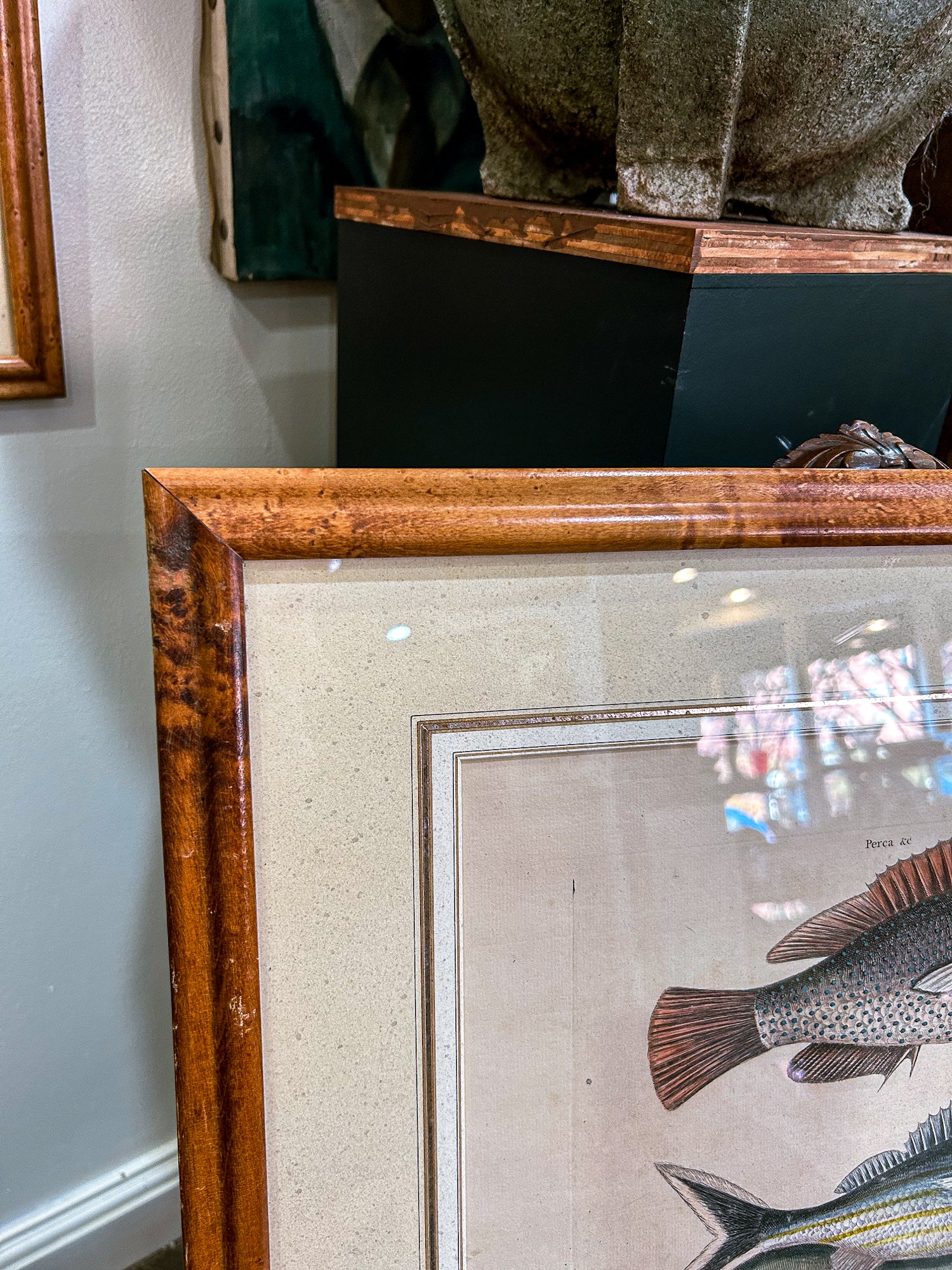 18th Century Mark Catesby (1679-1749) Hand Colored Tail Fish Framed Engraving - Image 10