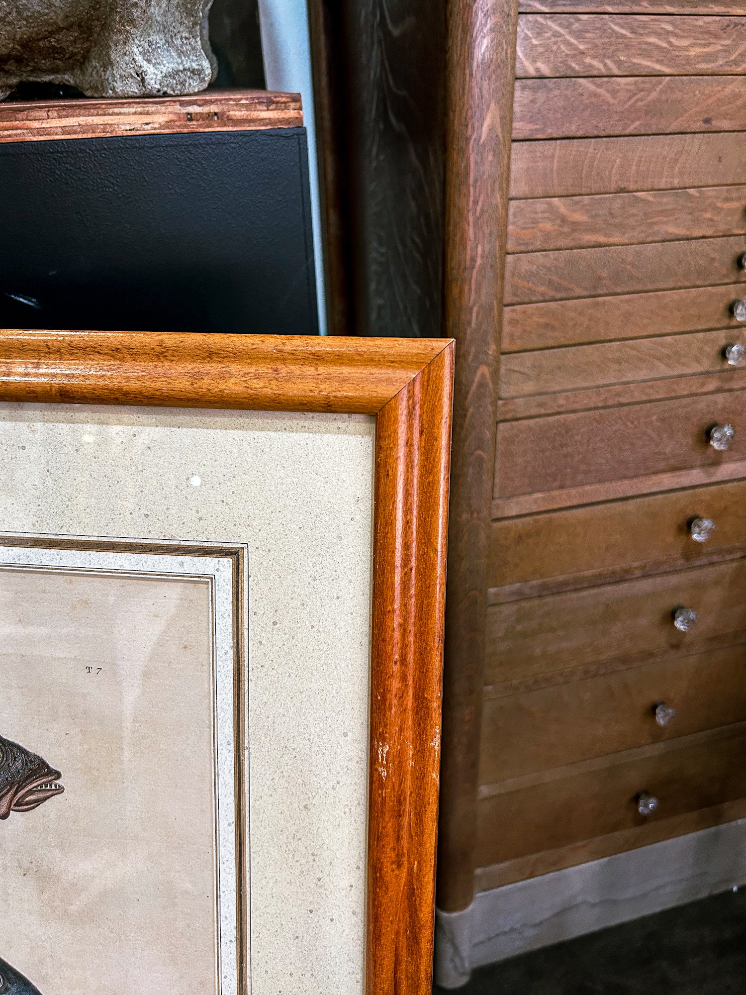 18th Century Mark Catesby (1679-1749) Hand Colored Tail Fish Framed Engraving - Image 11