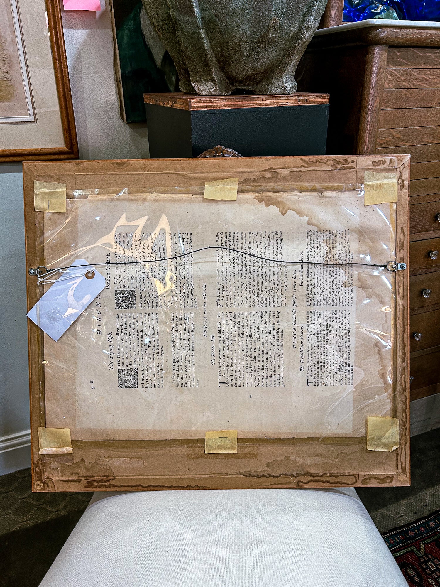 18th Century Mark Catesby (1679-1749) Hand Colored Tail Fish Framed Engraving - Image 12