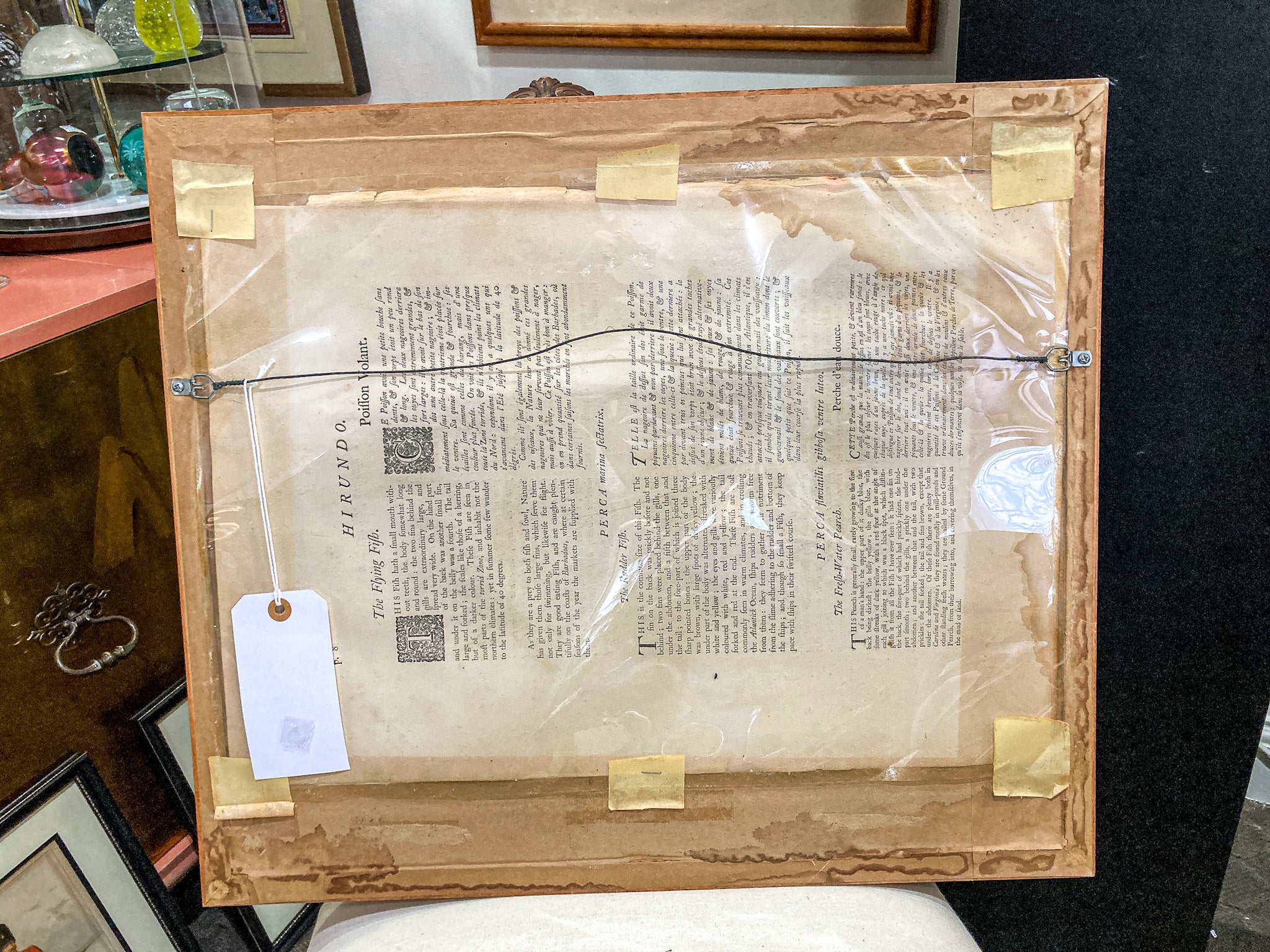 18th Century Mark Catesby (1679-1749) Hand Colored Tail Fish Framed Engraving - Image 13