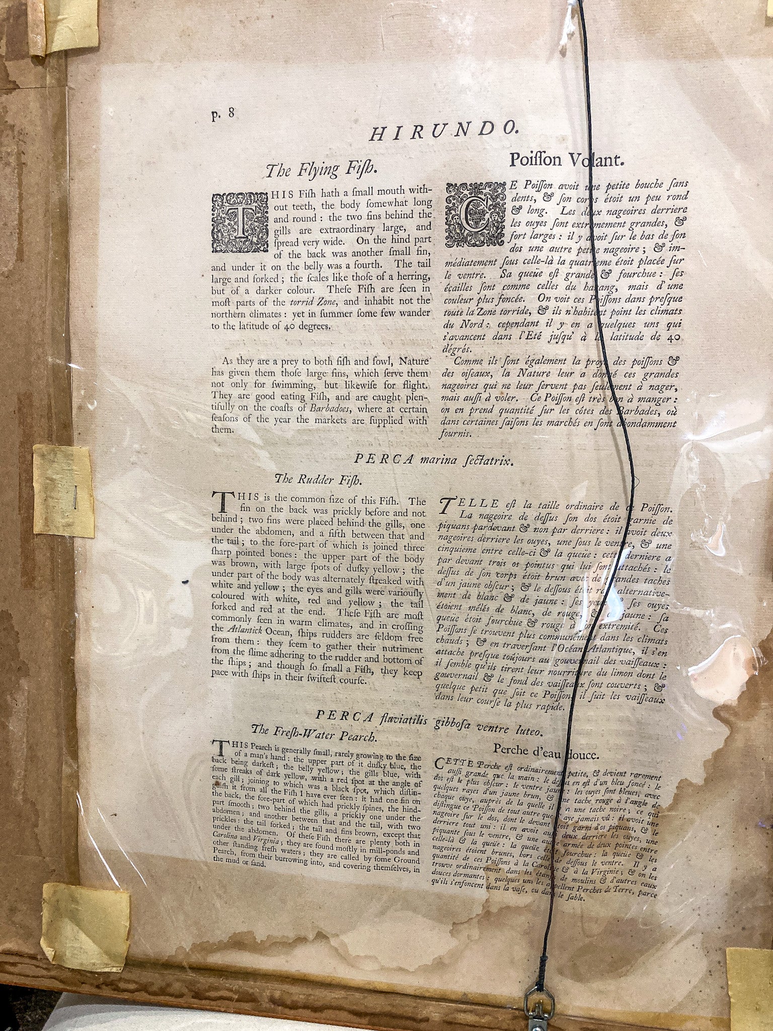 18th Century Mark Catesby (1679-1749) Hand Colored Tail Fish Framed Engraving - Image 14