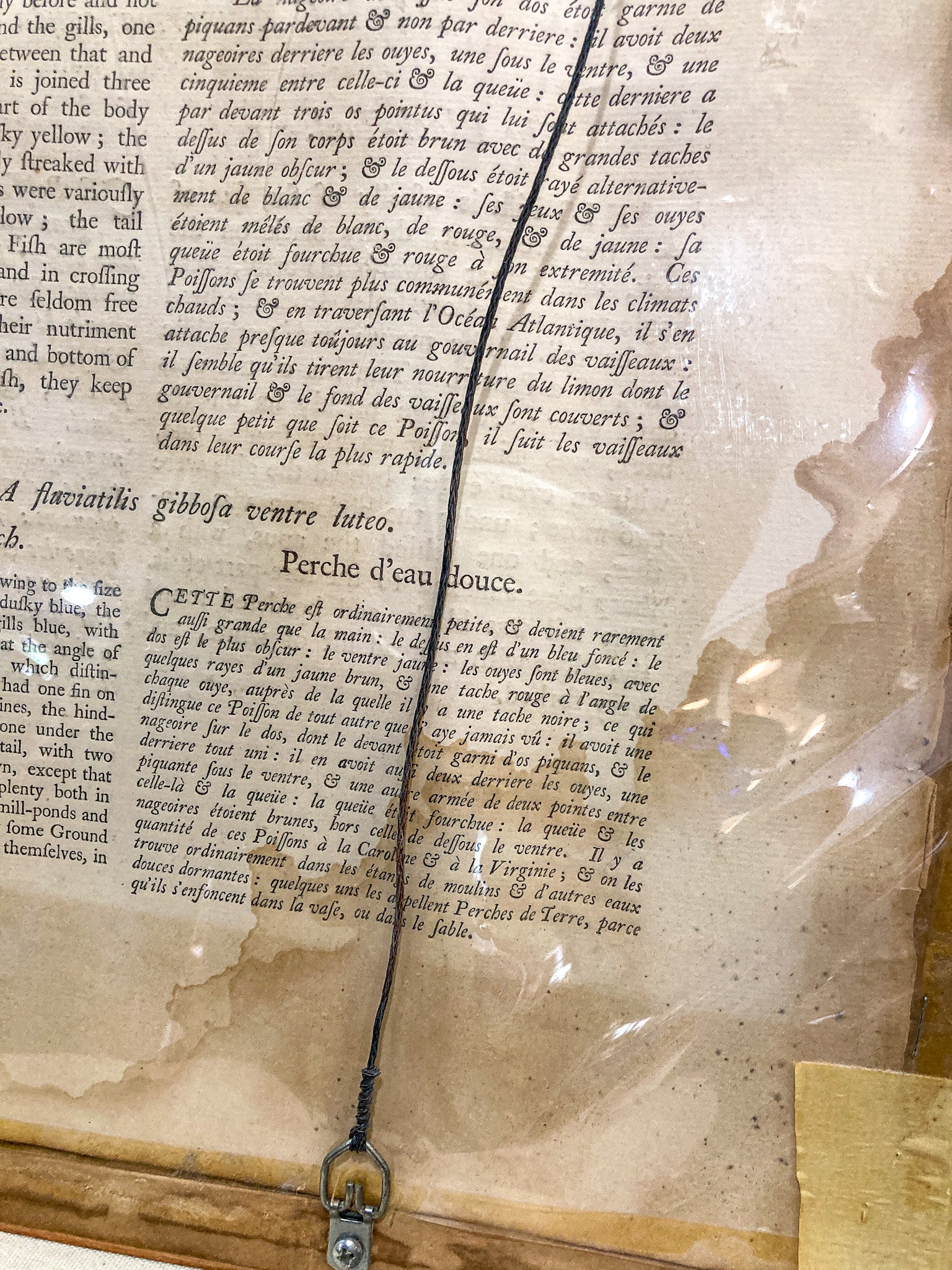 18th Century Mark Catesby (1679-1749) Hand Colored Tail Fish Framed Engraving - Image 15