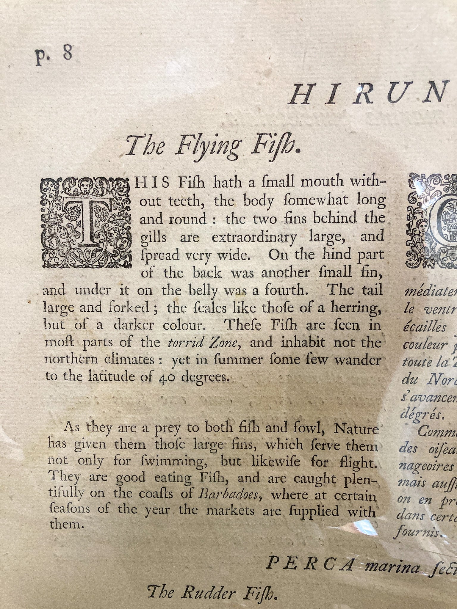 18th Century Mark Catesby (1679-1749) Hand Colored Tail Fish Framed Engraving - Image 16