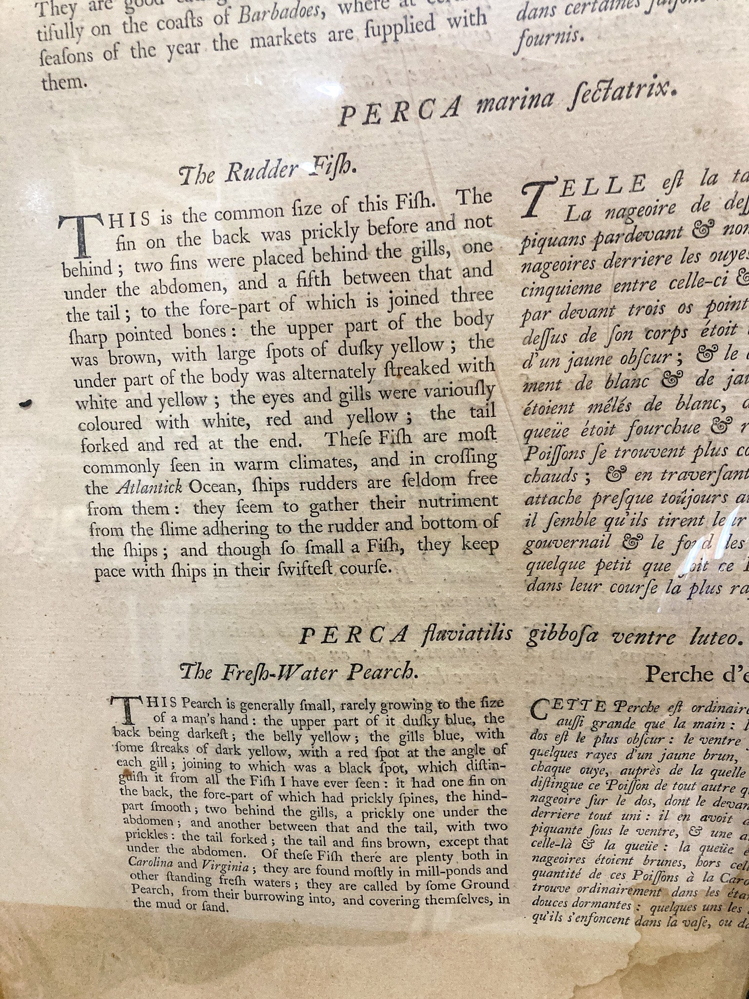 18th Century Mark Catesby (1679-1749) Hand Colored Tail Fish Framed Engraving - Image 17