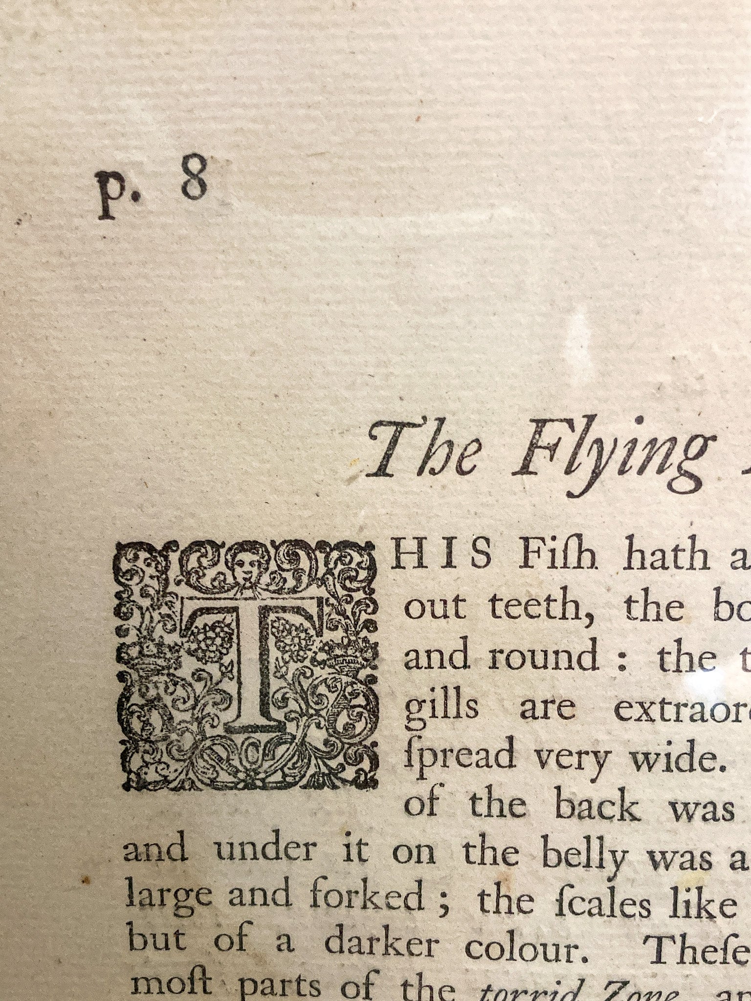 18th Century Mark Catesby (1679-1749) Hand Colored Tail Fish Framed Engraving - Image 18