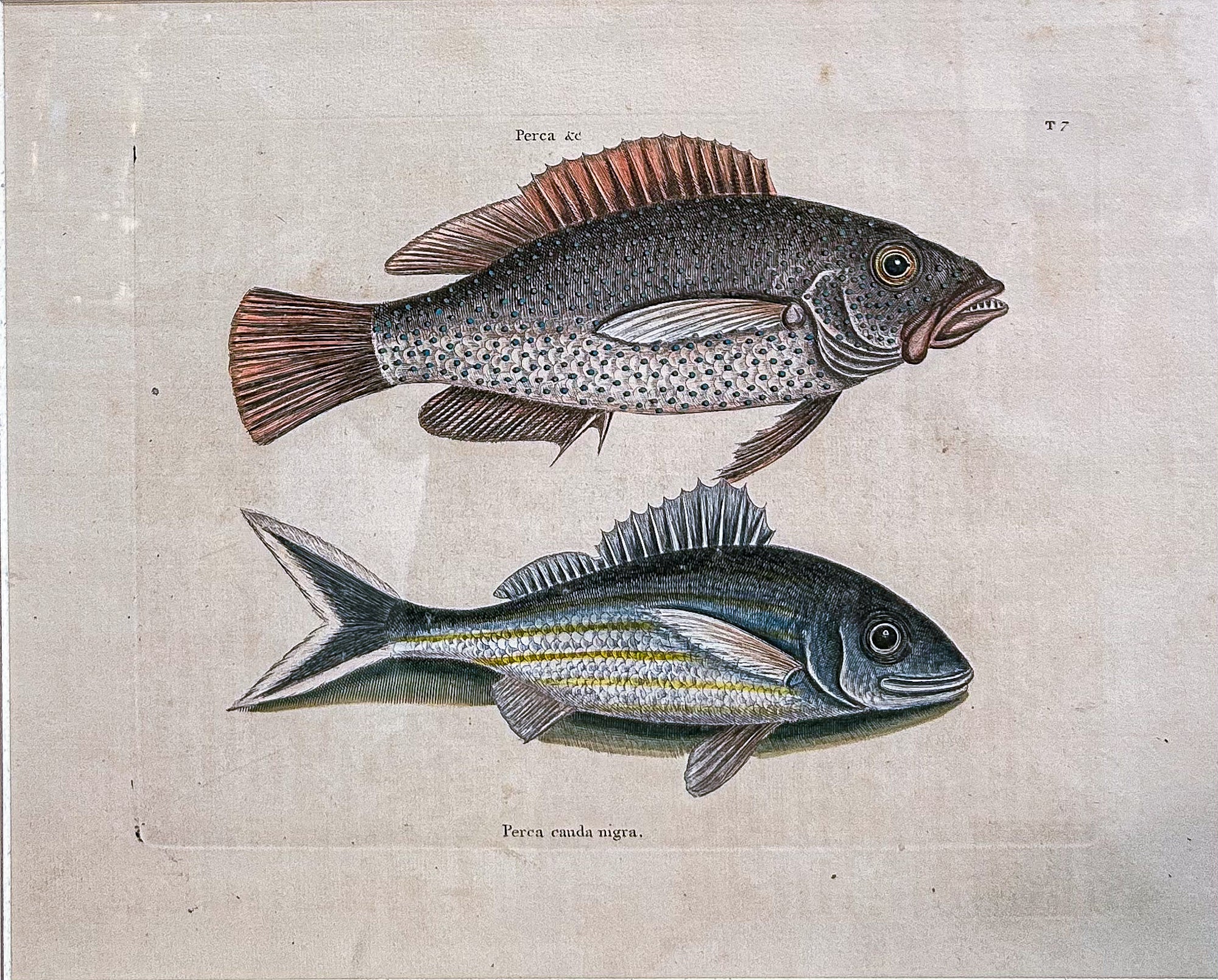 18th Century Mark Catesby (1679-1749) Hand Colored Tail Fish Framed Engraving - Image 3