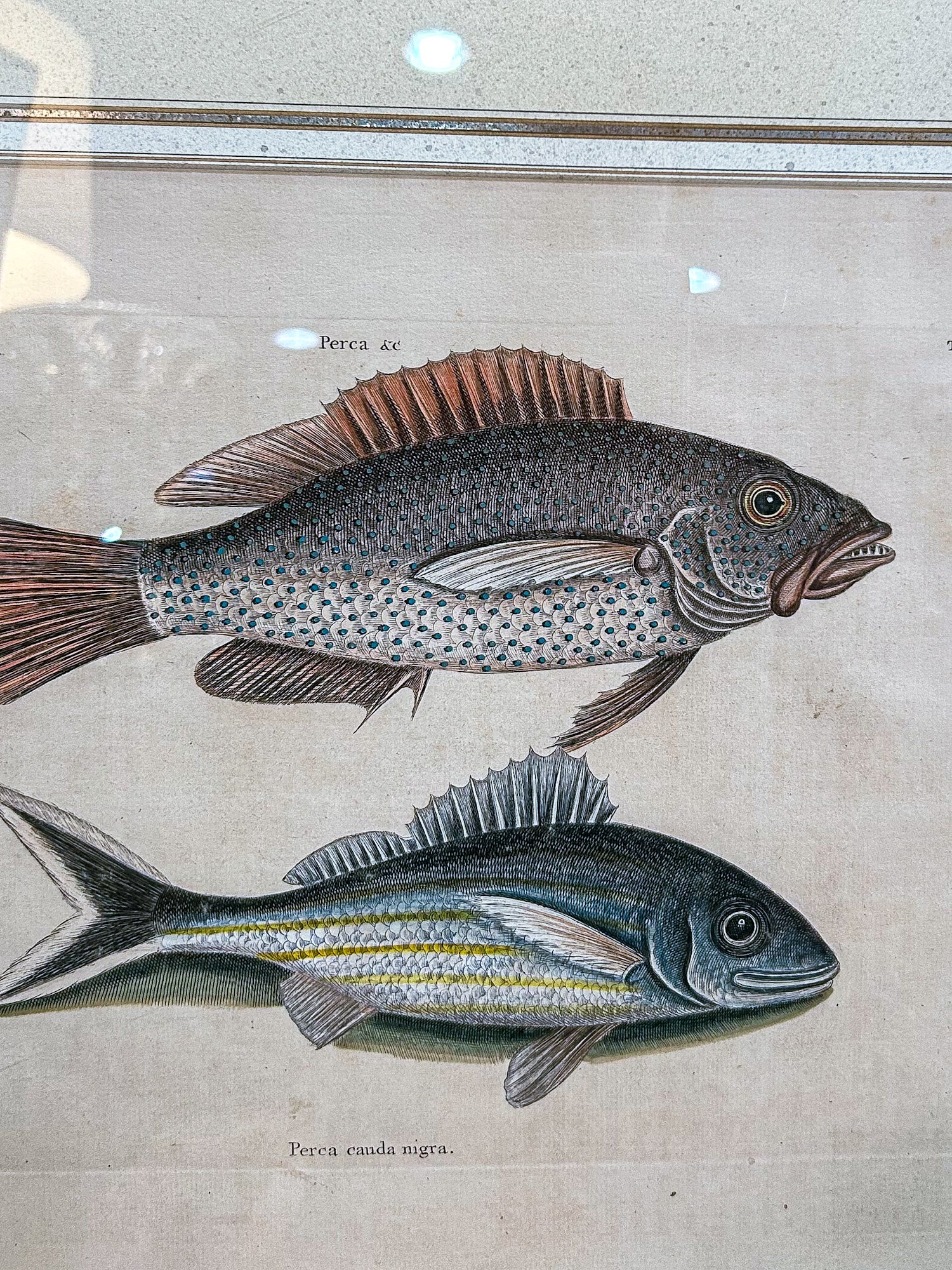 18th Century Mark Catesby (1679-1749) Hand Colored Tail Fish Framed Engraving - Image 4