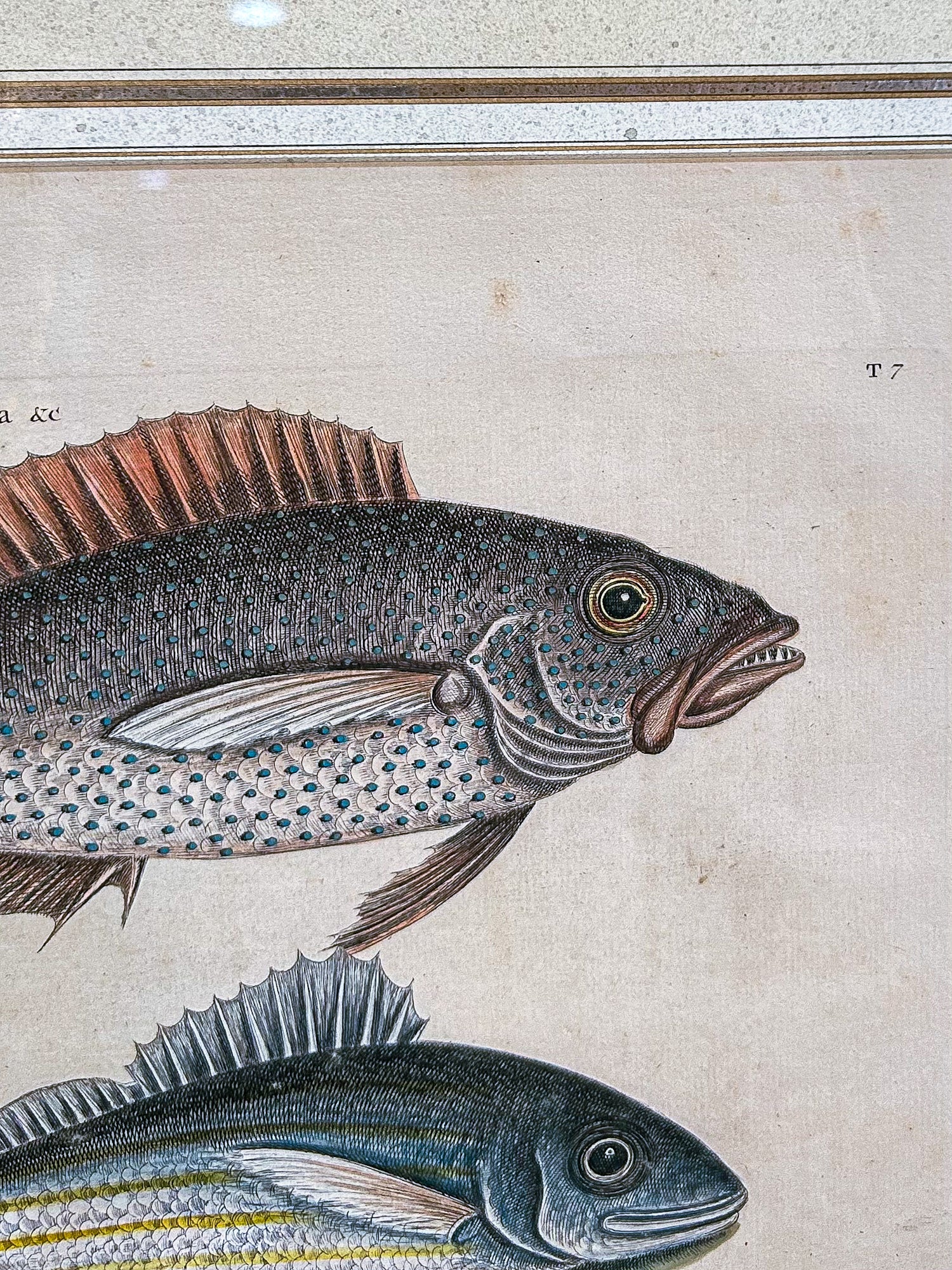18th Century Mark Catesby (1679-1749) Hand Colored Tail Fish Framed Engraving - Image 5