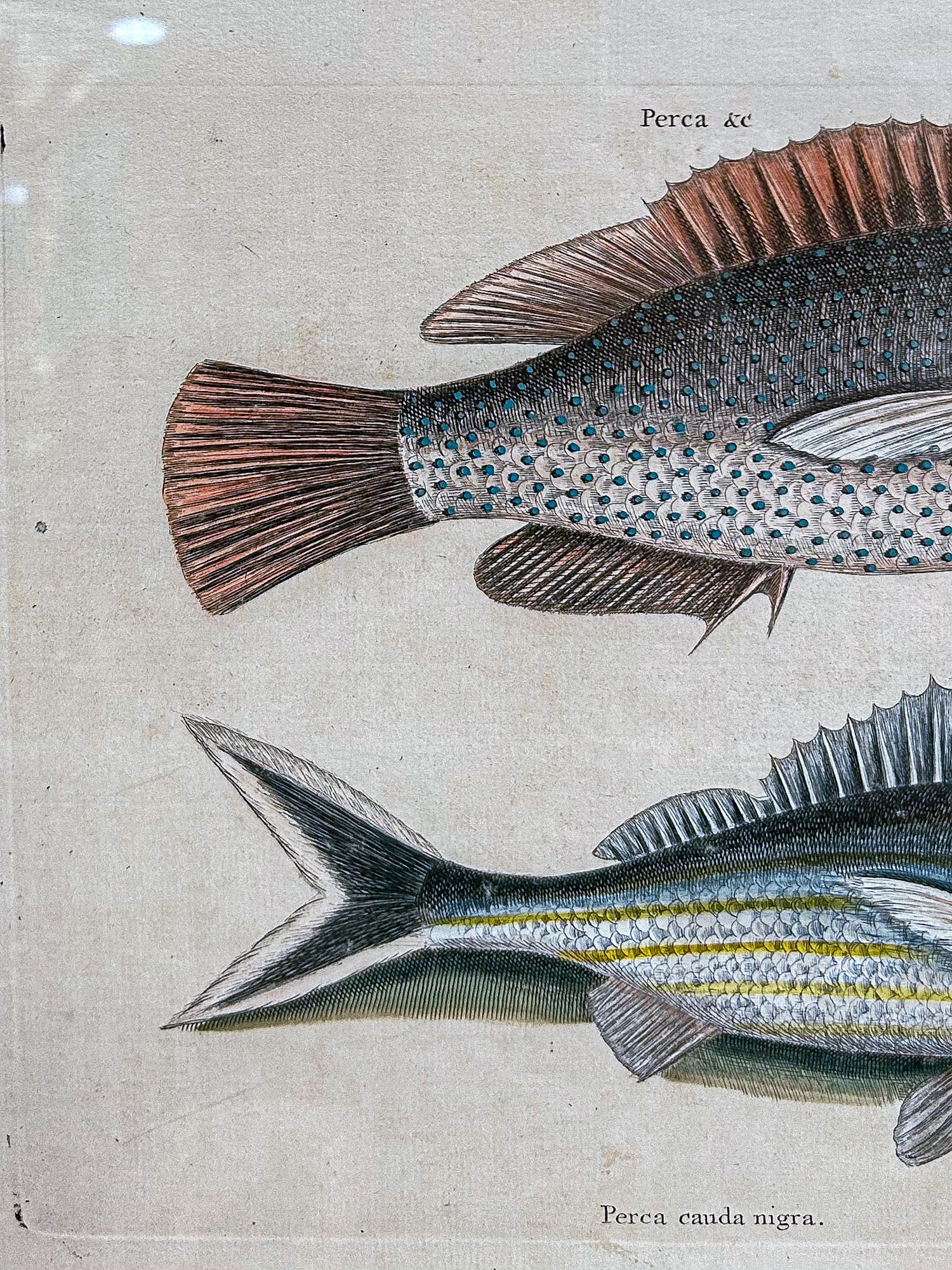 18th Century Mark Catesby (1679-1749) Hand Colored Tail Fish Framed Engraving - Image 6
