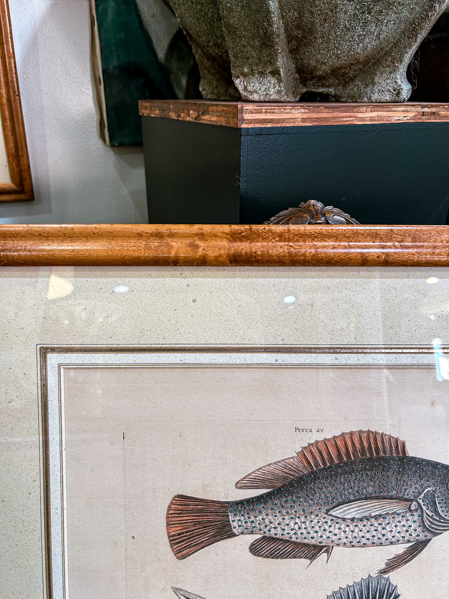 18th Century Mark Catesby (1679-1749) Hand Colored Tail Fish Framed Engraving - Image 7