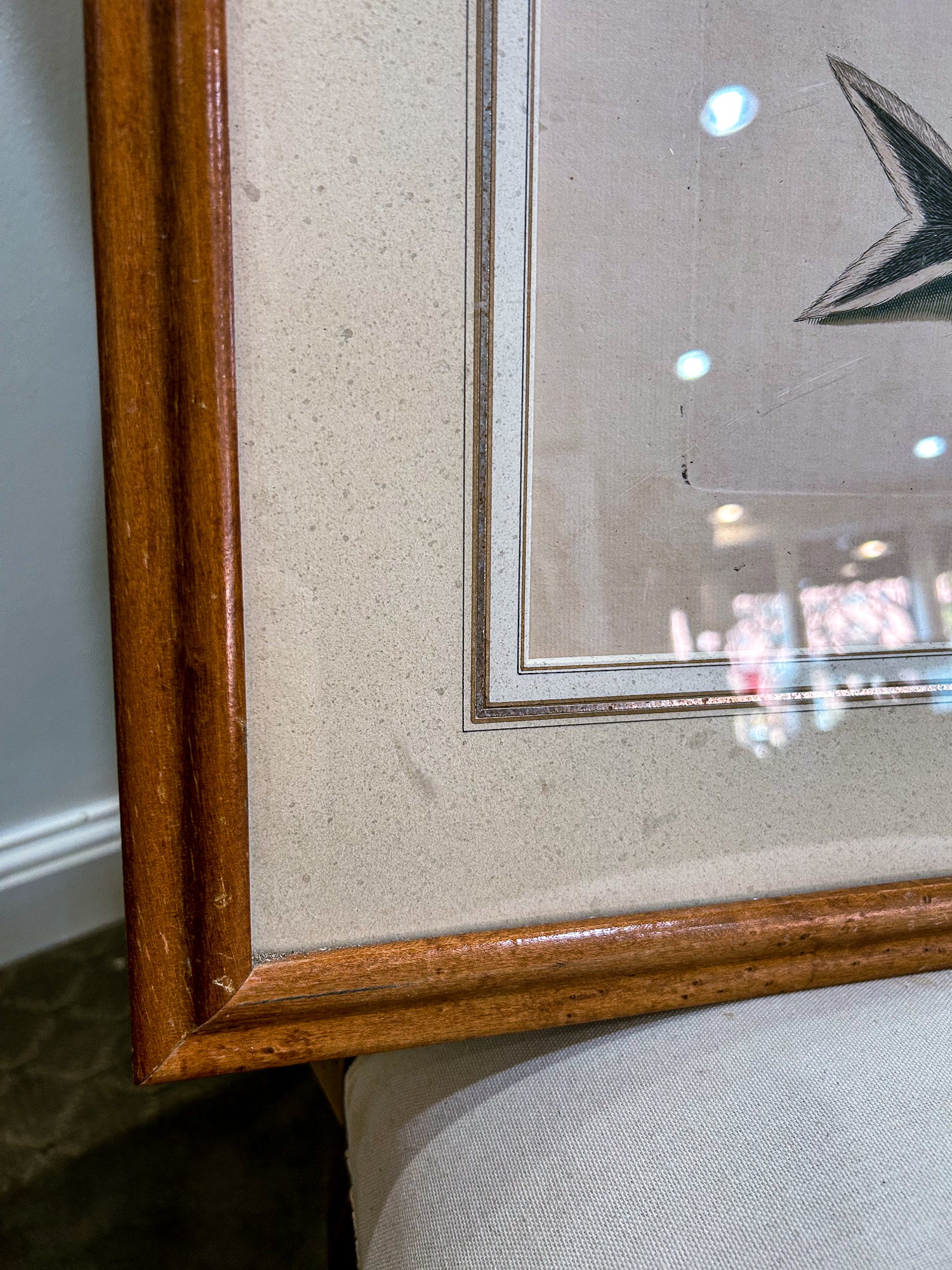 18th Century Mark Catesby (1679-1749) Hand Colored Tail Fish Framed Engraving - Image 9