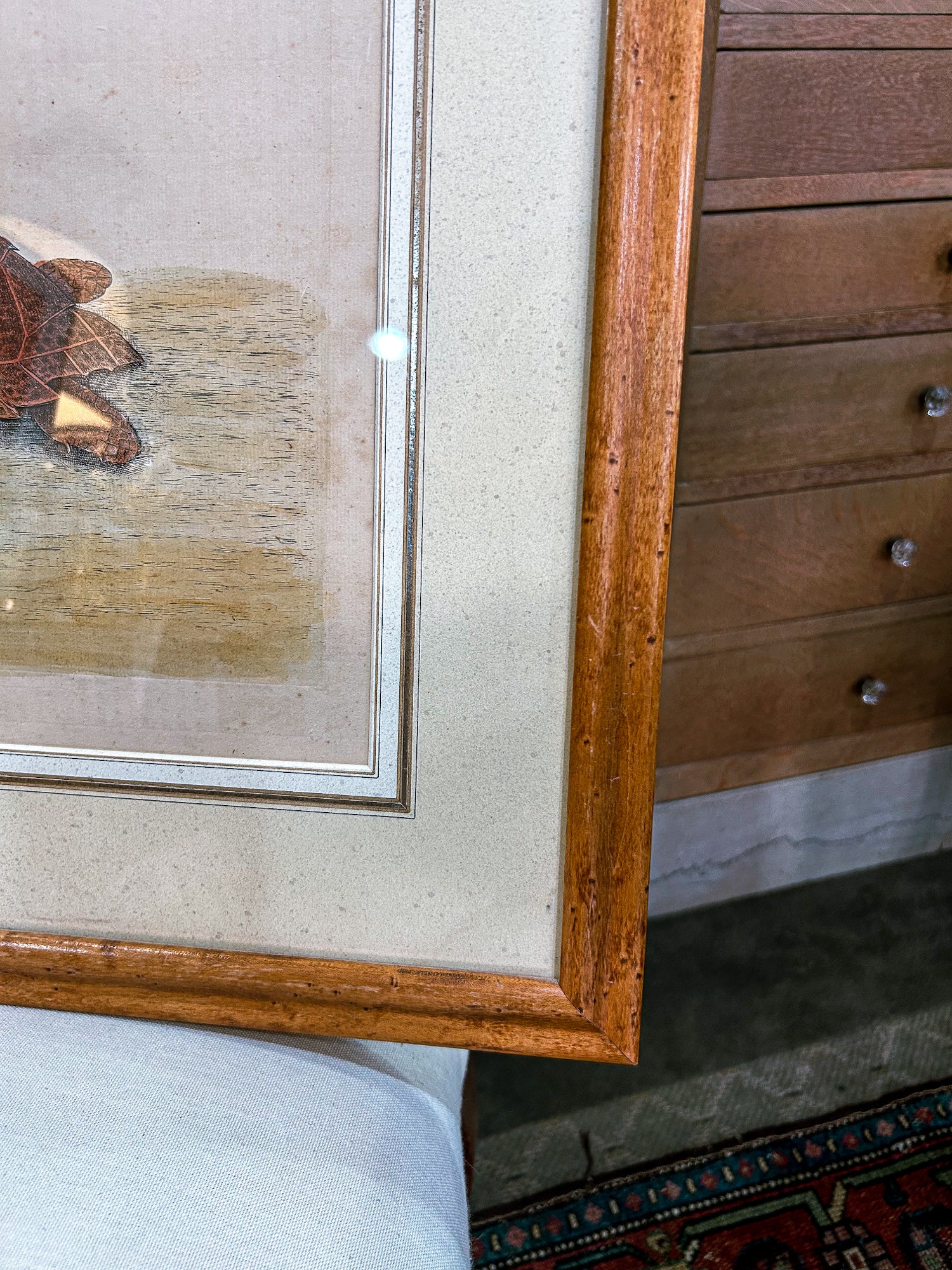 18th Century Mark Catesby (1679-1749) The Hawks Bill Turtle Framed Etching Engraving - Image 10