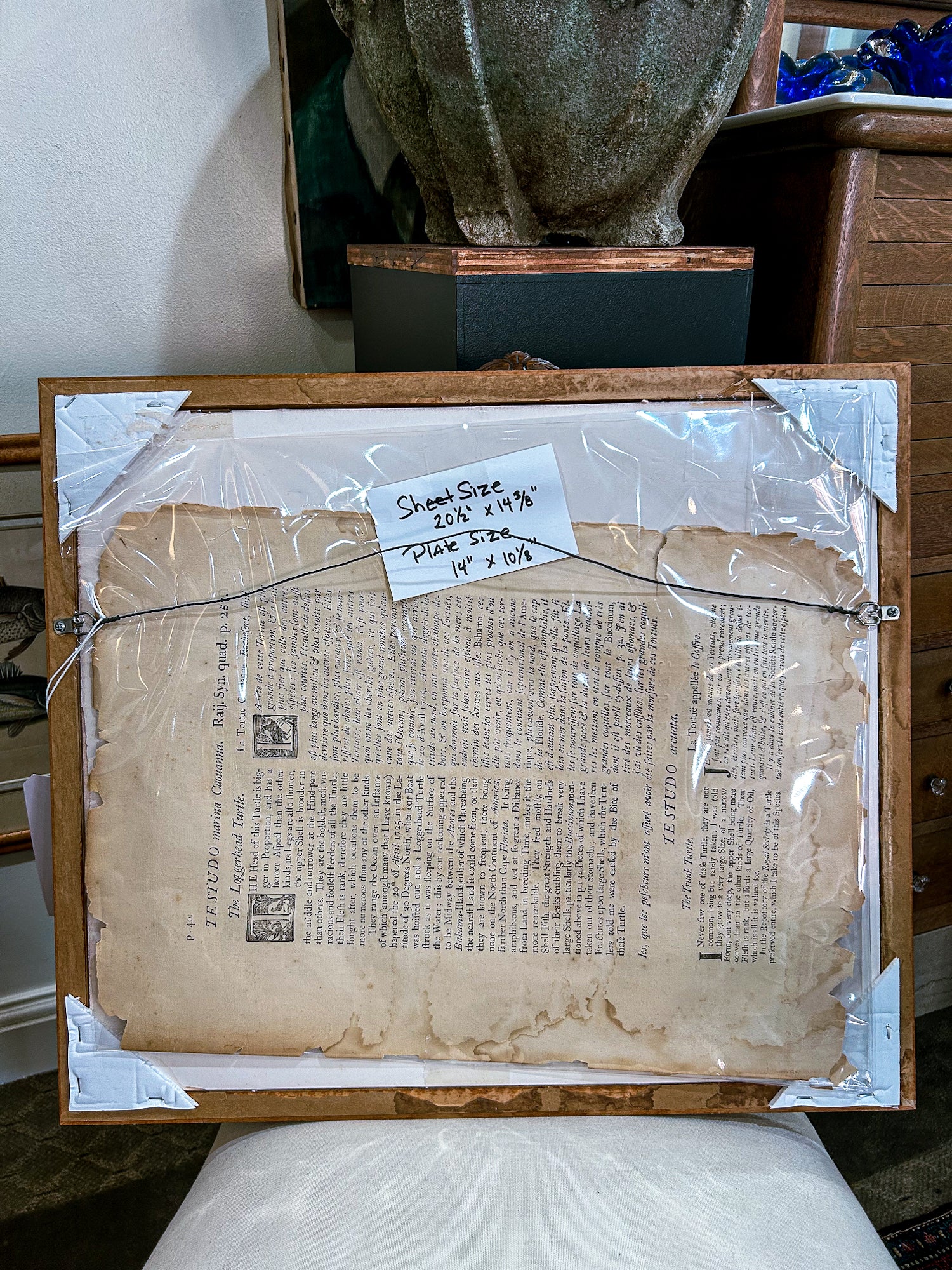 18th Century Mark Catesby (1679-1749) The Hawks Bill Turtle Framed Etching Engraving - Image 11