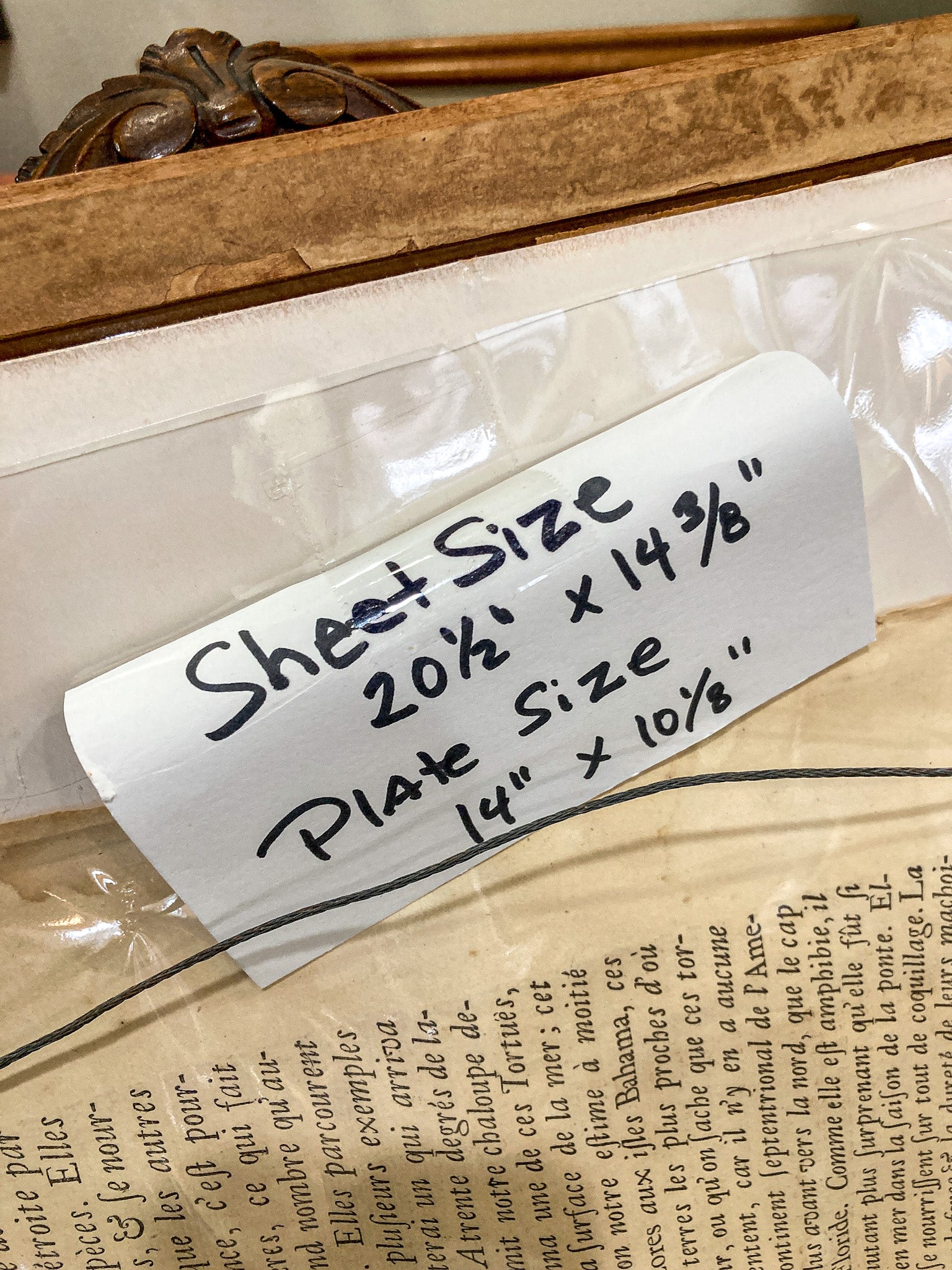 18th Century Mark Catesby (1679-1749) The Hawks Bill Turtle Framed Etching Engraving - Image 12