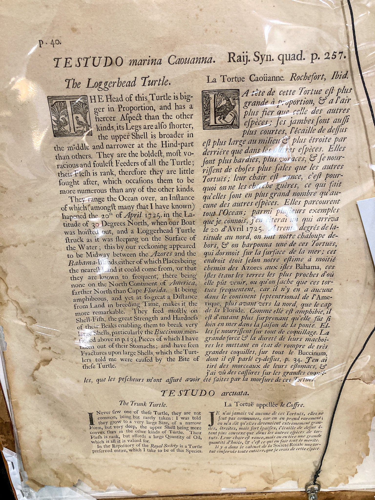 18th Century Mark Catesby (1679-1749) The Hawks Bill Turtle Framed Etching Engraving - Image 13