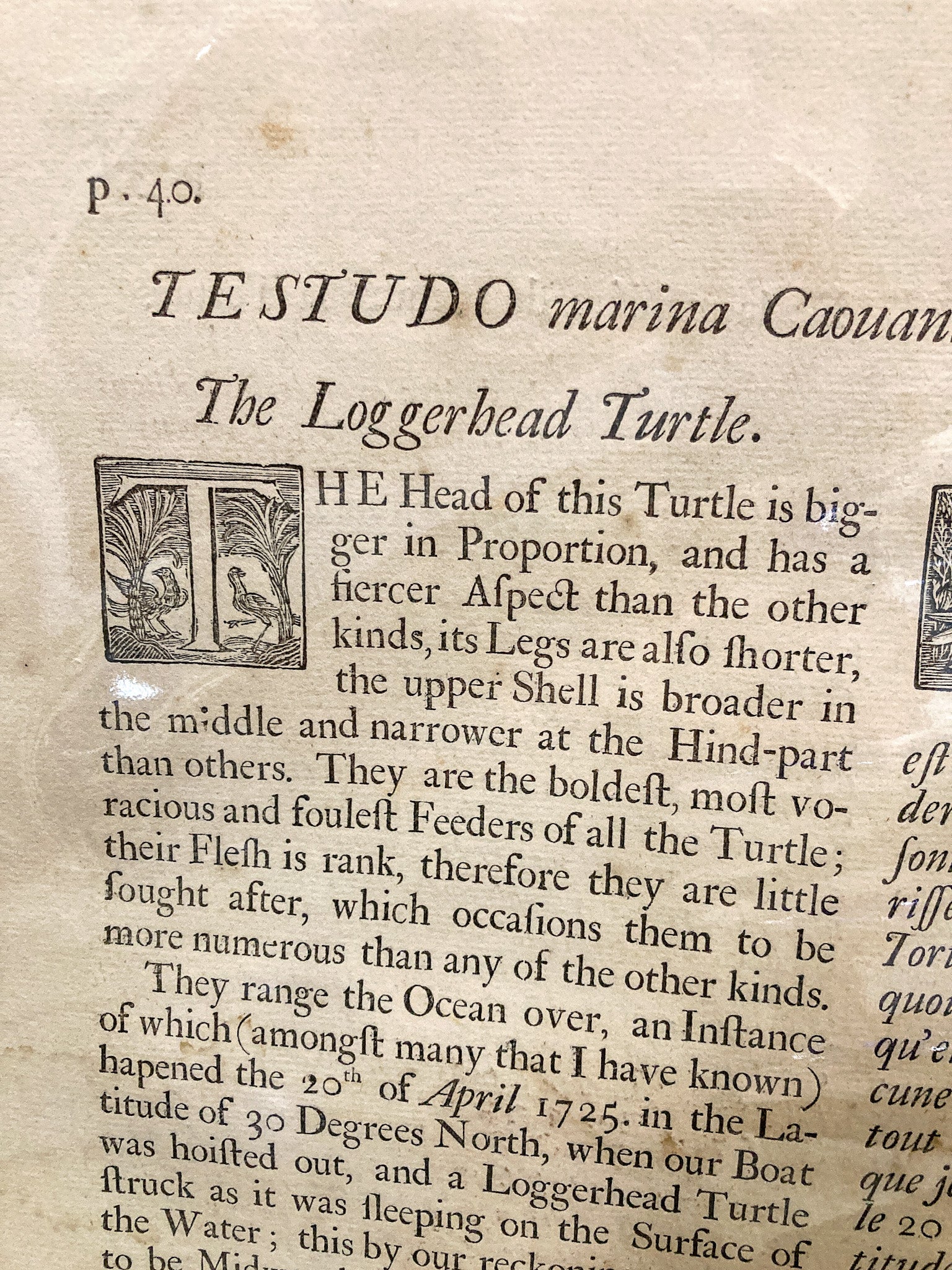 18th Century Mark Catesby (1679-1749) The Hawks Bill Turtle Framed Etching Engraving - Image 14