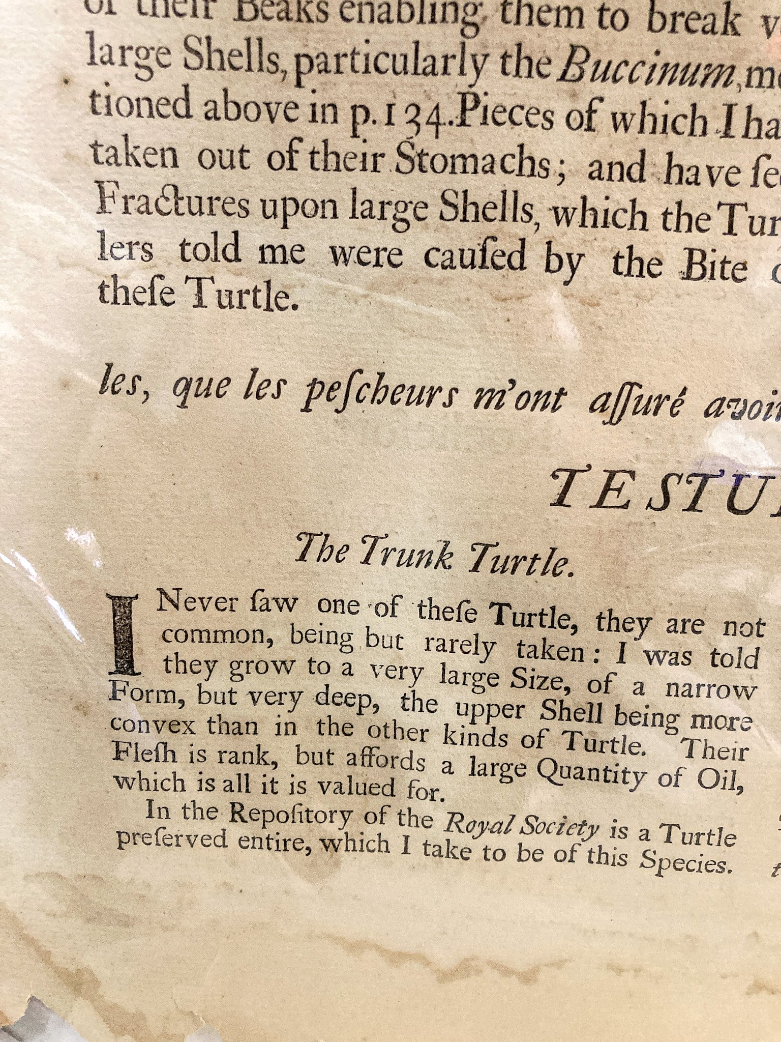 18th Century Mark Catesby (1679-1749) The Hawks Bill Turtle Framed Etching Engraving - Image 15