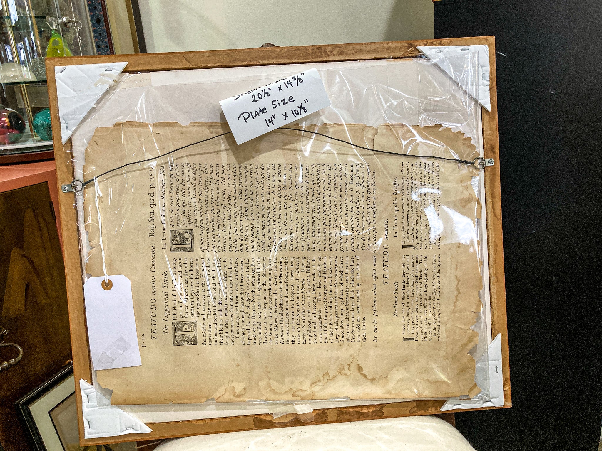 18th Century Mark Catesby (1679-1749) The Hawks Bill Turtle Framed Etching Engraving - Image 16