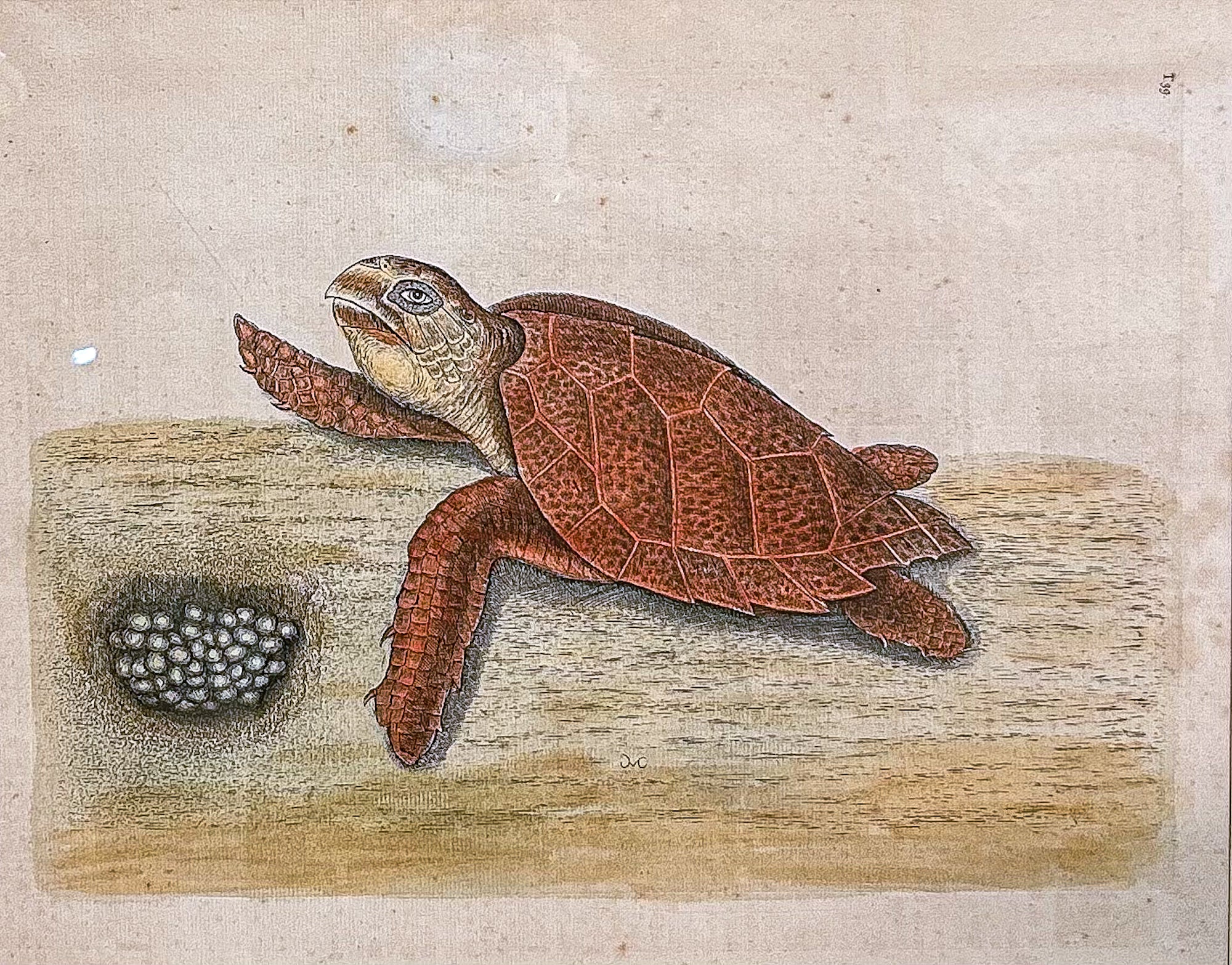 18th Century Mark Catesby (1679-1749) The Hawks Bill Turtle Framed Etching Engraving - Image 3