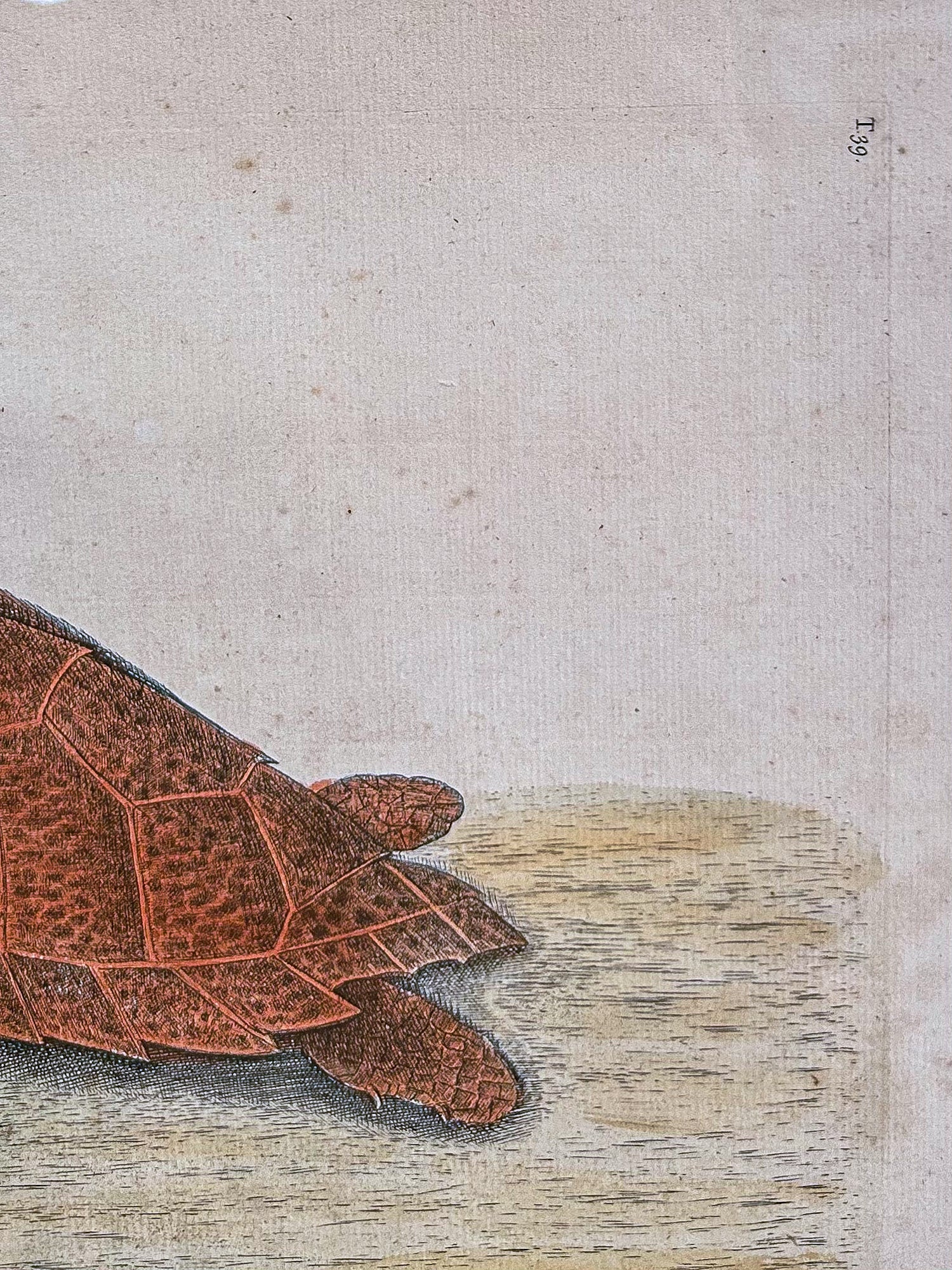 18th Century Mark Catesby (1679-1749) The Hawks Bill Turtle Framed Etching Engraving - Image 4