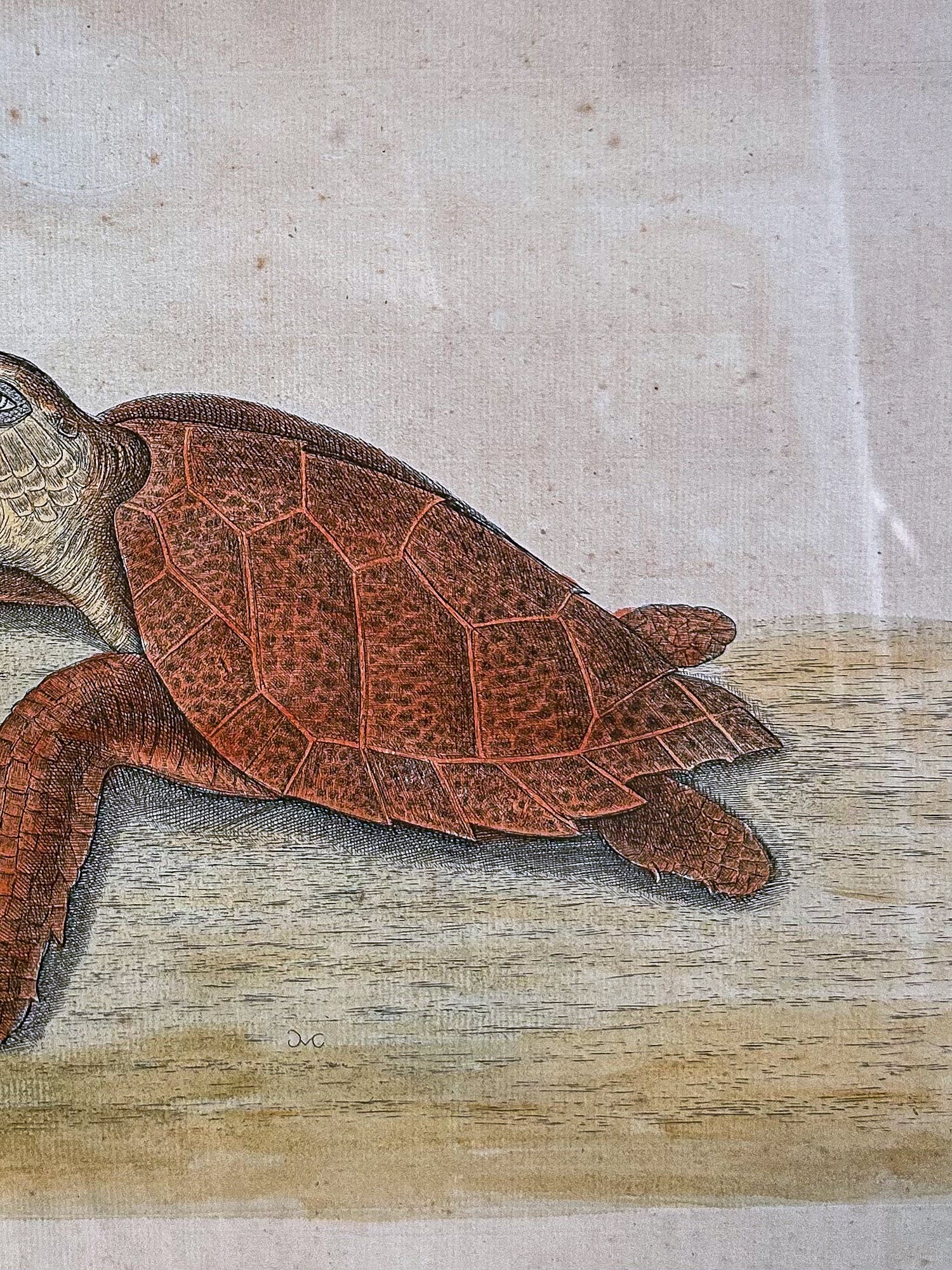 18th Century Mark Catesby (1679-1749) The Hawks Bill Turtle Framed Etching Engraving - Image 5