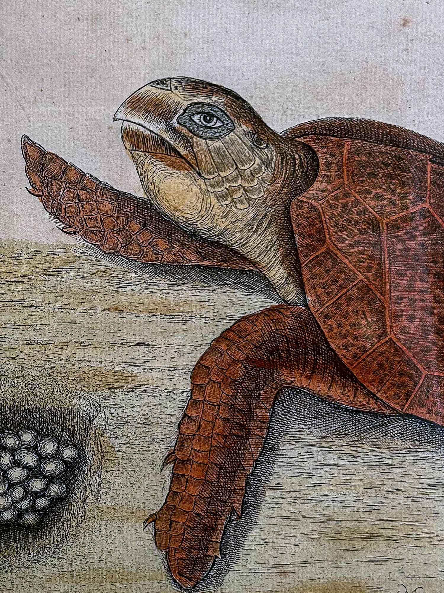 18th Century Mark Catesby (1679-1749) The Hawks Bill Turtle Framed Etching Engraving - Image 6
