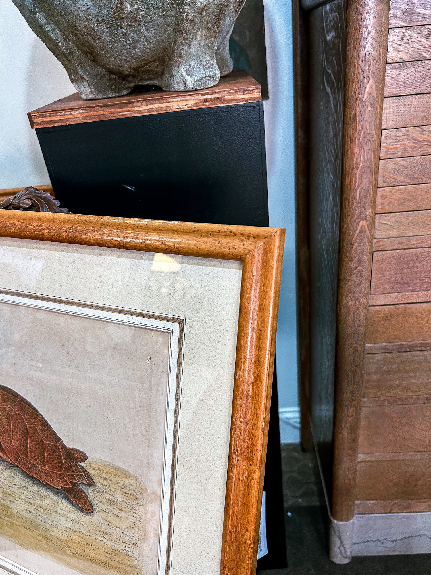 18th Century Mark Catesby (1679-1749) The Hawks Bill Turtle Framed Etching Engraving - Image 7