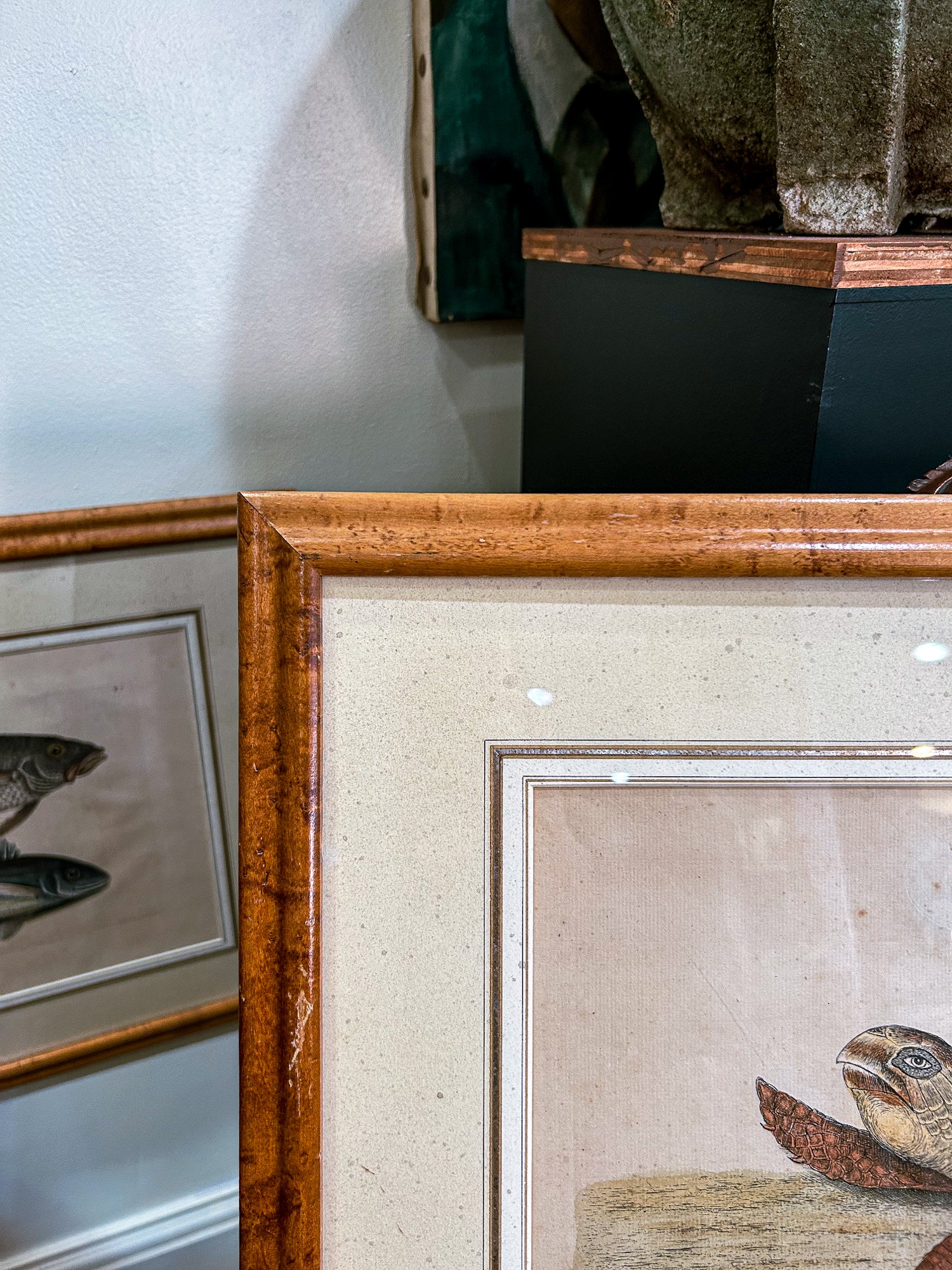 18th Century Mark Catesby (1679-1749) The Hawks Bill Turtle Framed Etching Engraving - Image 8