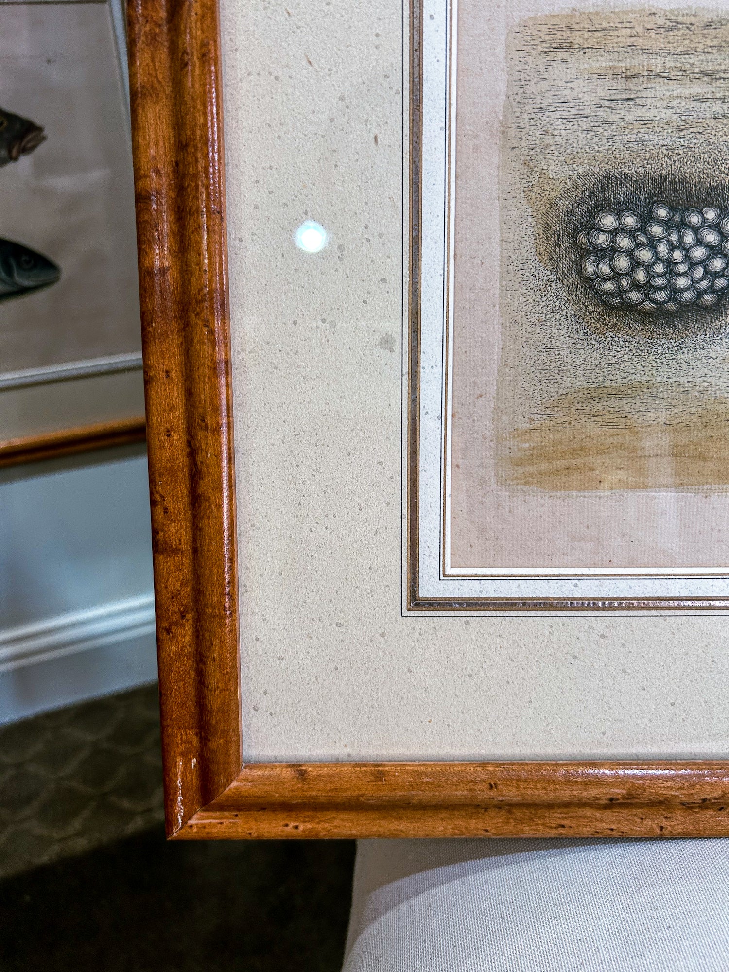 18th Century Mark Catesby (1679-1749) The Hawks Bill Turtle Framed Etching Engraving - Image 9